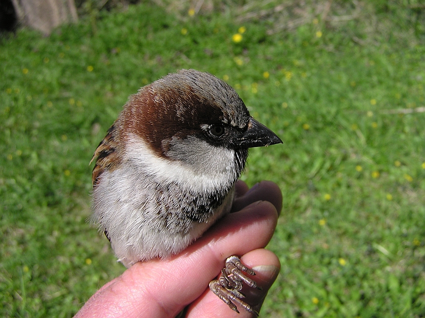 House Sparrow, Digrans 20070430